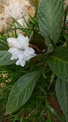 Ruellia tubiflora