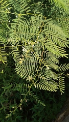 Mimosa pigra