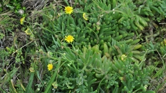 Crassothonna cacalioides