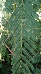 Mimosa pigra