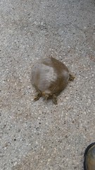 Apalone spinifera pallida