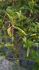 Morinda citrifolia