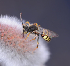 Nomada bella