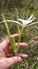 Hymenocallis liriosme