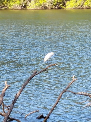 Snowy Egret photographed in Alabama