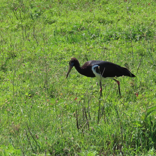 iNaturalist image