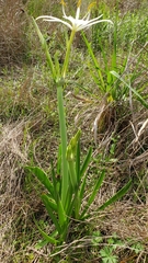 Hymenocallis liriosme