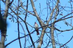 Piranga roseogularis