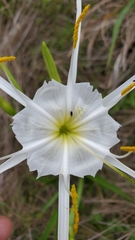 Hymenocallis liriosme