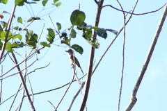 Myiarchus yucatanensis