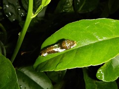Papilio fuscus canopus