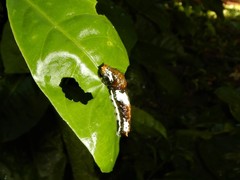 Papilio fuscus canopus