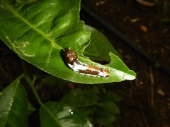 Papilio fuscus canopus