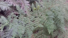 Hypolepis sparsisora