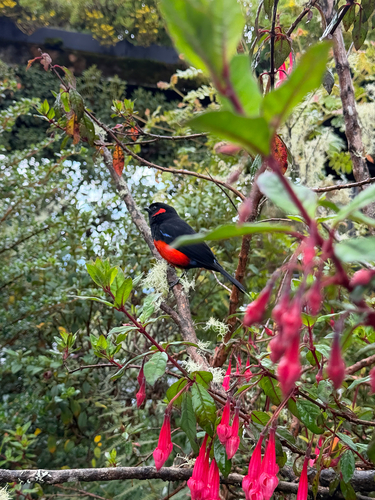 Scarlet-bellied Mountain Tanager (Anisognathus igniventris), photo 6