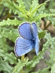 Glaucopsyche lygdamus australis