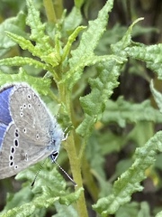 Glaucopsyche lygdamus australis