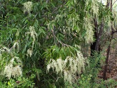 Allosyncarpia ternata