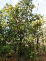 Allosyncarpia ternata