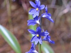 Pontederia australasica