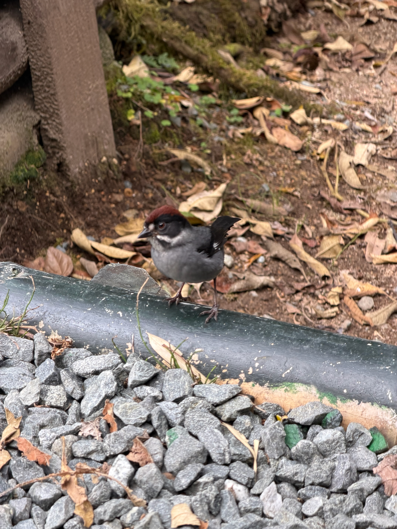 Slaty Brushfinch (Atlapetes schistaceus), photo 6
