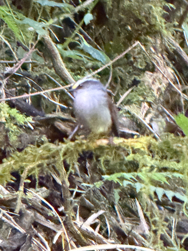 Crowned Chat-Tyrant (Silvicultrix frontalis), photo 10