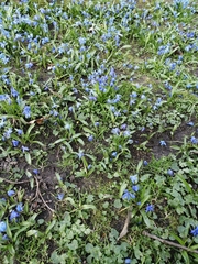 Scilla siberica