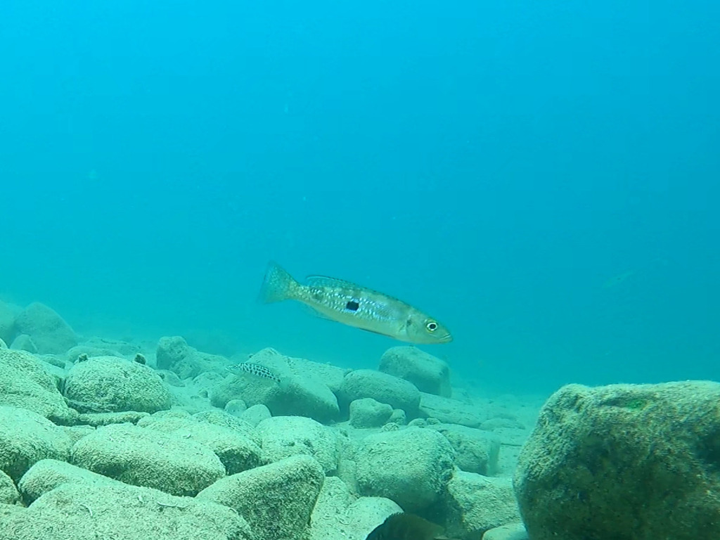 Slender lamprologus (Lepidiolamprologus attenuatus) — Cichlidae