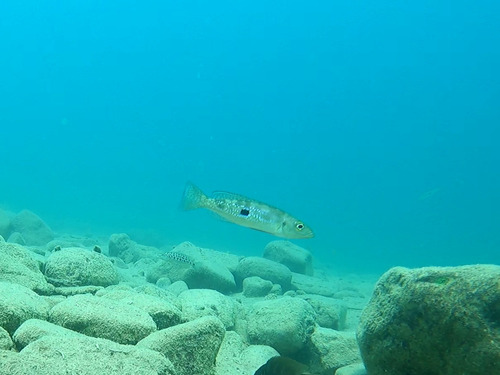 Lepidiolamprologus attenuatus