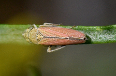 Graphocephala uhleri