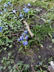 Scilla siberica