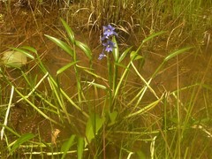 Pontederia australasica
