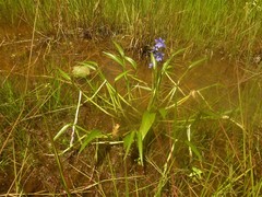 Pontederia australasica