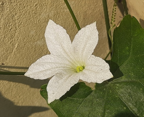Ivy gourd
