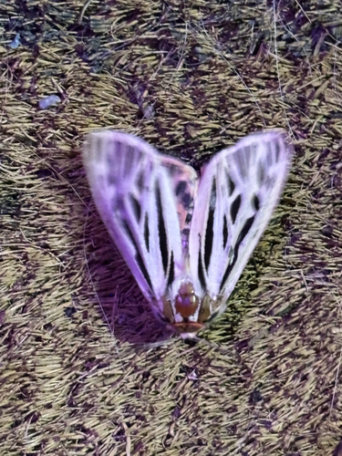 iNaturalist observation photo of Arge Moth