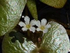 Nymphoides parvifolia
