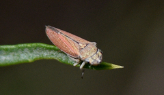 Graphocephala uhleri