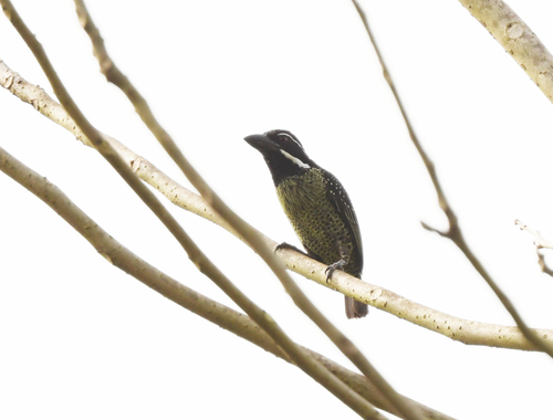 iNaturalist image