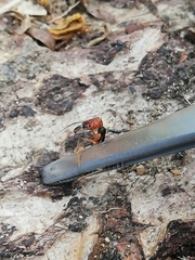 Odontomachus erythrocephalus