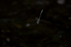 Austroaeschna pinheyi