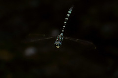 Austroaeschna pinheyi