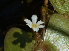 Nymphoides parvifolia