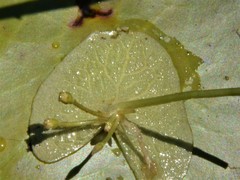 Nymphoides parvifolia