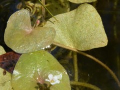 Nymphoides parvifolia