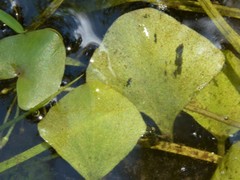 Nymphoides parvifolia