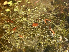 Nymphoides parvifolia