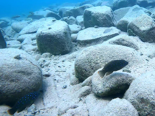 Eretmodus cyanostictus