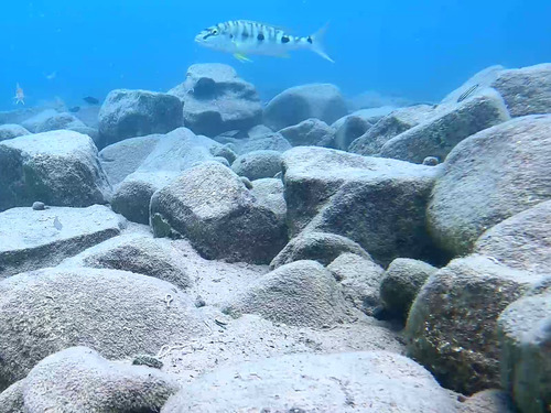 Boulengerochromis microlepis