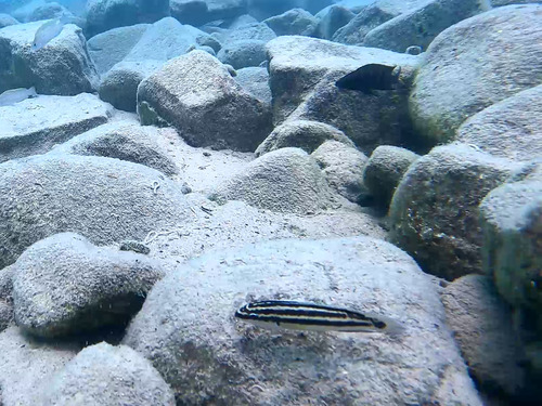 Julidochromis ornatus