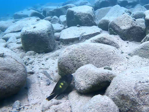 Tropheus moorii